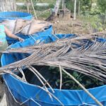 Dugaan Penyimpangan Bantuan Benih Lele di TTS: Anggaran Rp500 Juta, Spesifikasi Tidak Sesuai, Petani Rugi