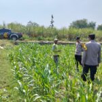 Polisi dan Petani Jombang Bersinergi, Pantau Kesehatan Tanaman Jagung di Pucangsimo