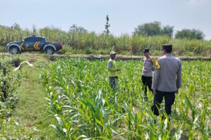 Polisi dan Petani Jombang Bersinergi, Pantau Kesehatan Tanaman Jagung di Pucangsimo