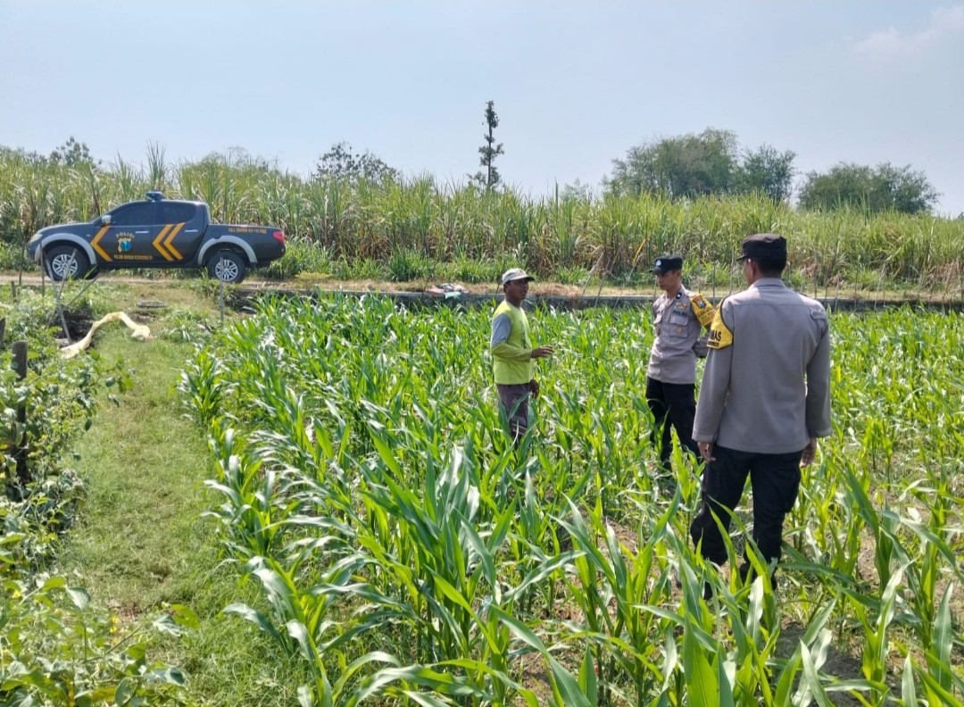 Polisi dan Petani Jombang Bersinergi, Pantau Kesehatan Tanaman Jagung di Pucangsimo