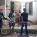 Ular Sanca 4 Meter Diamankan dari Pemukiman Warga di Musi Banyuasin