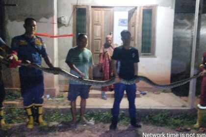 Ular Sanca 4 Meter Diamankan dari Pemukiman Warga di Musi Banyuasin