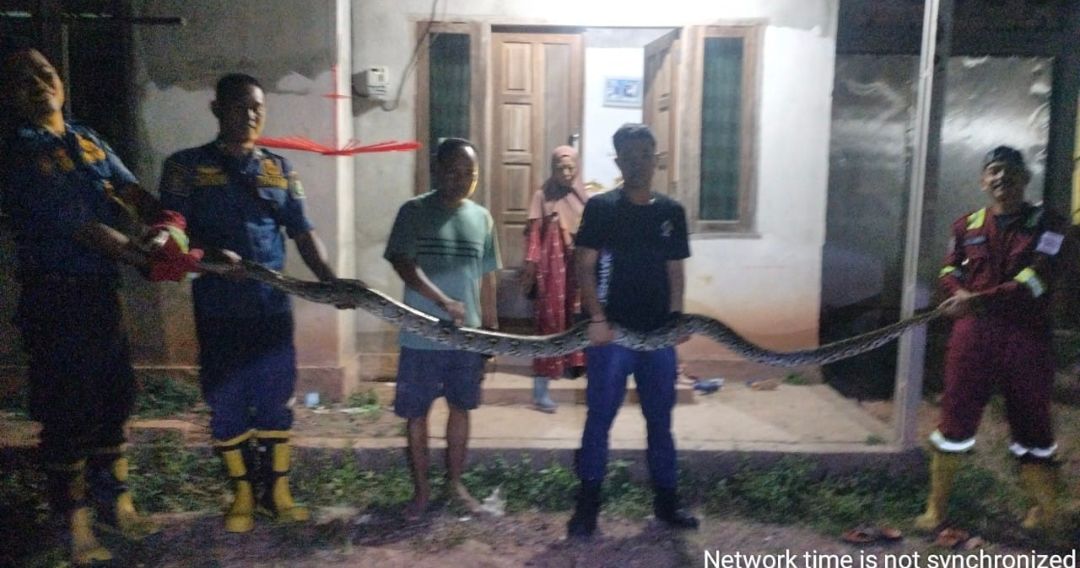 Ular Sanca 4 Meter Diamankan dari Pemukiman Warga di Musi Banyuasin